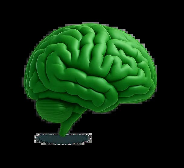 Brain